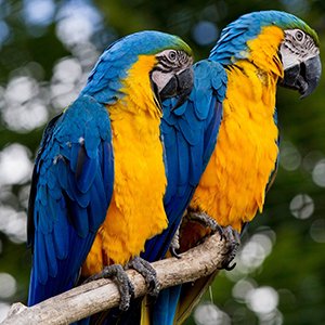 A Riqueza da Região Norte do Brasil