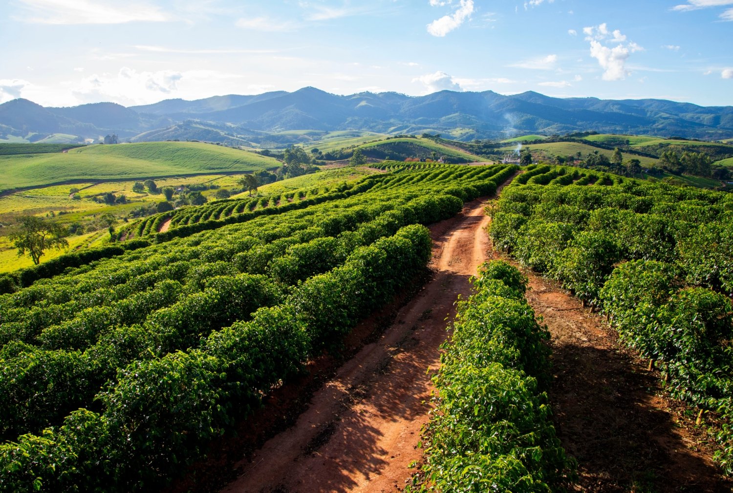 Coffee,Plantations,Of,Arabica,Type,In,Carmo,De,Minas,,In